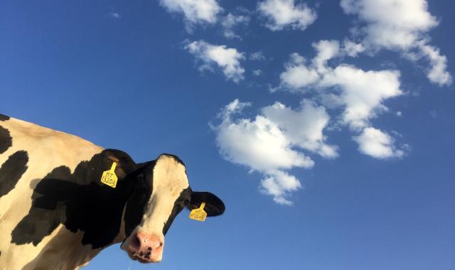 An image of a cow looking at the camera with cloud in the sky behind it.